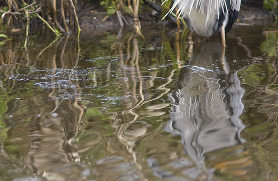 Blauwereiger_brasem291207R